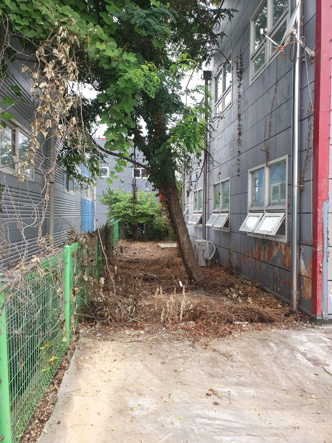 휘어진나무 작업 현장 - 좁은 공간에서 옆으로 기울어 자란 나무