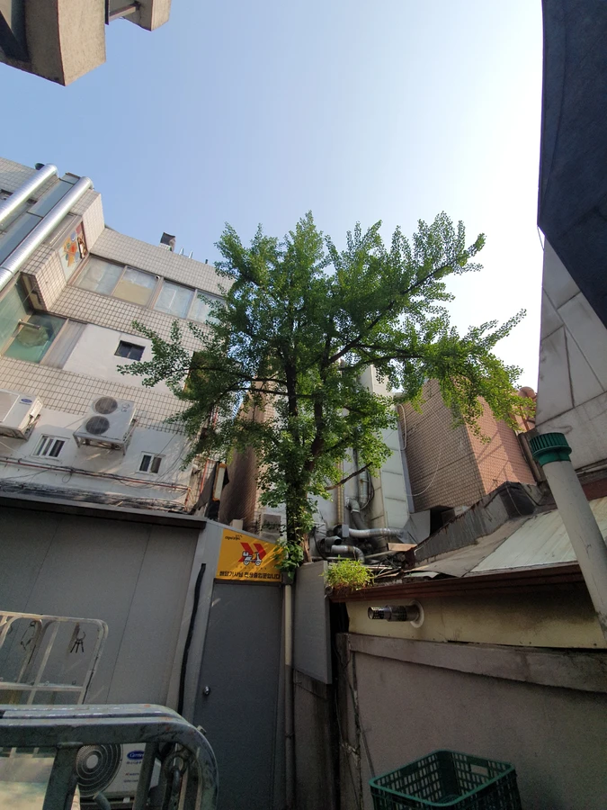 휘어진나무 작업 현장 11 - 작업 후